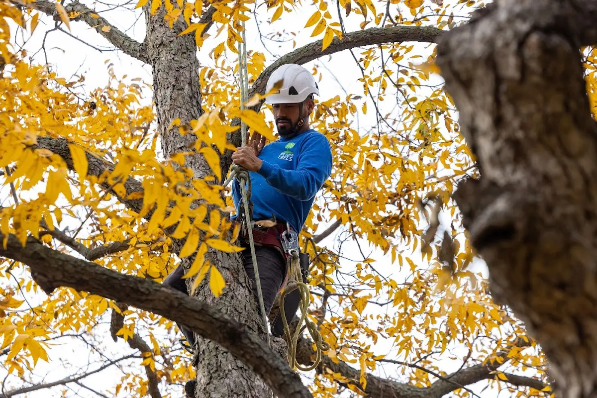 Skilled Tree Planing crew working in Lathrop