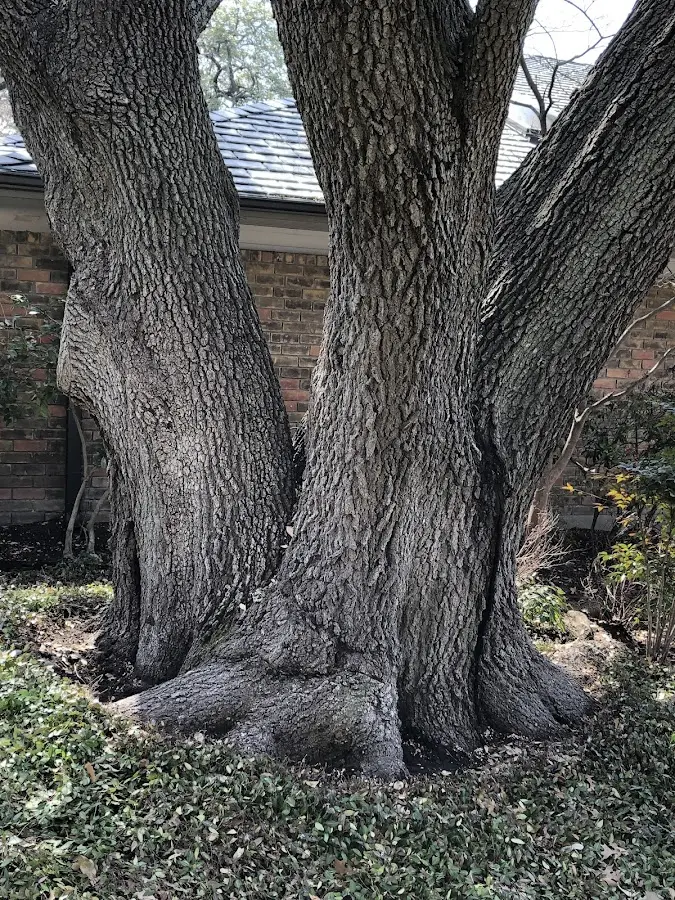Mature heritage tree close to a Lathrop property cared for by certified arborists